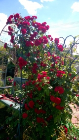 фламентанц