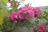 Taunusbl&#252;mchen