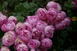Macrantha Raubritter