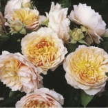 Роза плетистая Ginger Syllabub Роза плетистая Ginger Syllabub