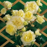 Роза Elfe Роза Elfe