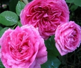 Princess Anne Princess Anne
