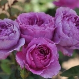 Adore Aroma   