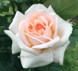 Tresor du Jardin