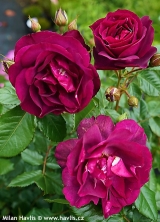 PURPLE BREEZE
