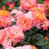 Sugar Candy Rose