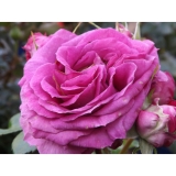 Fée Magenta
