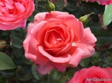 Bijou Corail®