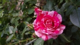 Pasadena (Пасадена) Pasadena (Пасадена)