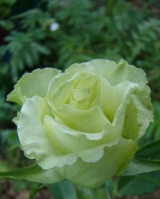 Green Romantica Green Romantica