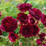  Роза D.AUSTIN (сорт 'MUNSTEAD WOOD®')