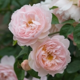 Роза D.AUSTIN (сорт 'GENTLE HERMIONE®')