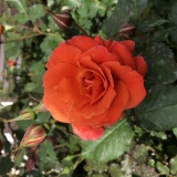 Westerland 