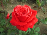 Manitou (Маниту) 