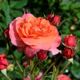 Jardin Du Brule