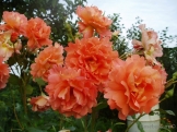 Westerland Westerland