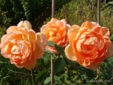 Lady of Shalott Lady of Shalott