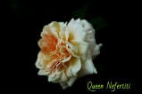 Queen Nefertiti