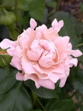 Свит Раффлс (Sweet Ruffles)