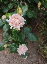 Свит Раффлс (Sweet Ruffles)