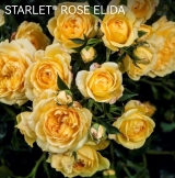 Starlet- rose Elida