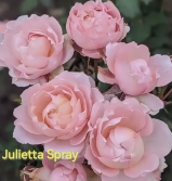 Juliette Spray