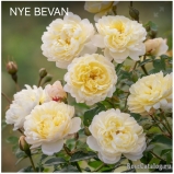 Nye Bevan