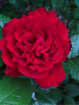 Andre Rieu