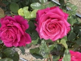 Roseberry
