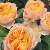 Victorian Peach