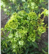 Princess Midori (Oriental Eclair) 