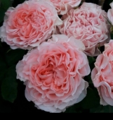 Grandma's finest mary