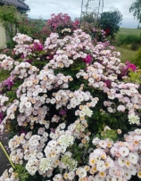 WSPOMNIENIE LATA / C’est la Vie (Ł.Rojewski)