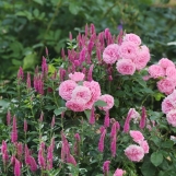 Larissa Flower Circus