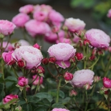 Cupcake Flower Circus