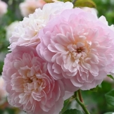 Роза Elizabeth (Элизабет)