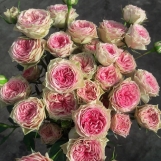 Grandma’s Finest® Daisy 