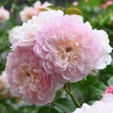Роза Elizabeth (Элизабет) 