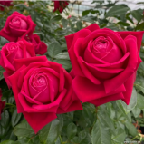 Ruby Kiss®