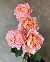 Julietta Spray