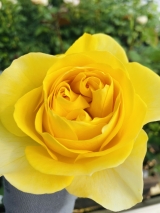 Vip  New Yellow 