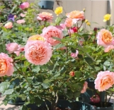 Juliet French Florist