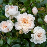 Ariadne