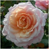 Pierre Hermé® 'Evecot