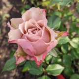 Бурбон стрит( Bourbon Street)