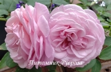 Carminia (VISpablue)