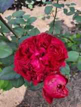 Raspbery Elegance)