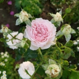 Euridice