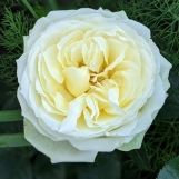 White piano