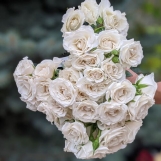 White Majolika Spray